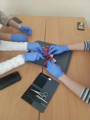 anatomia1.jpg