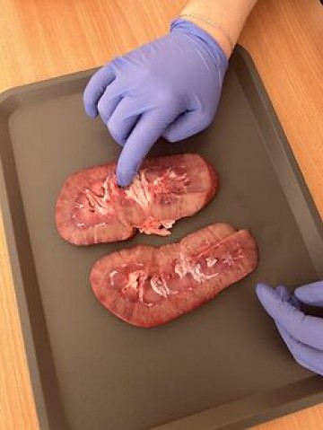 anatomia2.jpg
